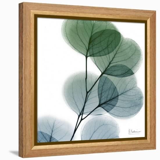 Dull Eucalyptus-Albert Koetsier-Framed Stretched Canvas