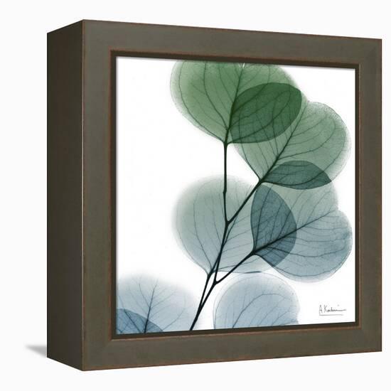 Dull Eucalyptus-Albert Koetsier-Framed Stretched Canvas