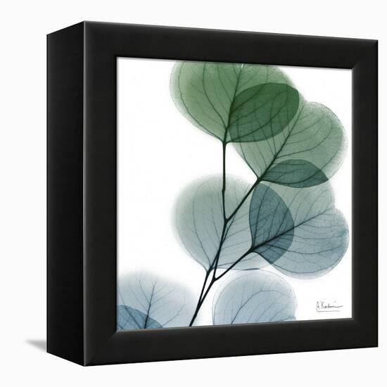 Dull Eucalyptus-Albert Koetsier-Framed Stretched Canvas