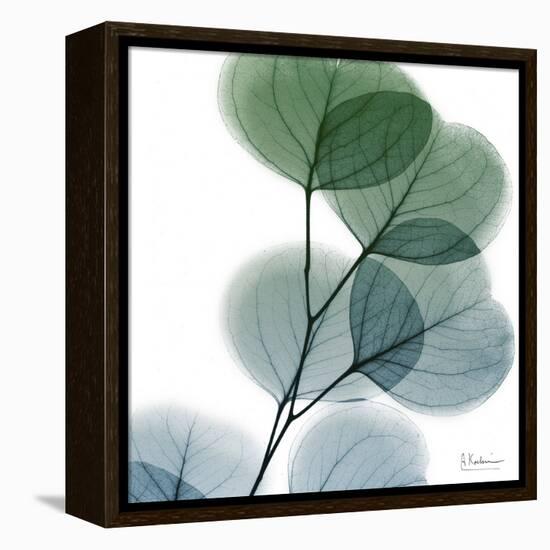 Dull Eucalyptus-Albert Koetsier-Framed Stretched Canvas