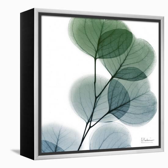 Dull Eucalyptus-Albert Koetsier-Framed Stretched Canvas