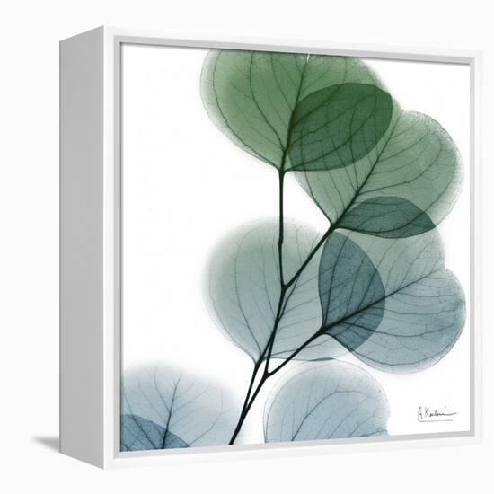 Dull Eucalyptus-Albert Koetsier-Framed Stretched Canvas