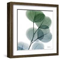 Dull Eucalyptus-Albert Koetsier-Framed Art Print