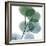 Dull Eucalyptus-Albert Koetsier-Framed Art Print