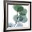 Dull Eucalyptus-Albert Koetsier-Framed Art Print