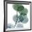 Dull Eucalyptus-Albert Koetsier-Framed Art Print