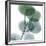 Dull Eucalyptus-Albert Koetsier-Framed Art Print