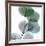 Dull Eucalyptus-Albert Koetsier-Framed Art Print