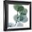 Dull Eucalyptus-Albert Koetsier-Framed Giclee Print