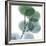 Dull Eucalyptus-Albert Koetsier-Framed Giclee Print