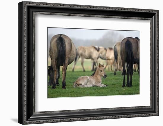 Dulmen Pony, Foals-Ronald Wittek-Framed Photographic Print