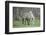 Dulmen Pony, Foals-Ronald Wittek-Framed Photographic Print