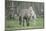 Dulmen Pony, Foals-Ronald Wittek-Mounted Photographic Print