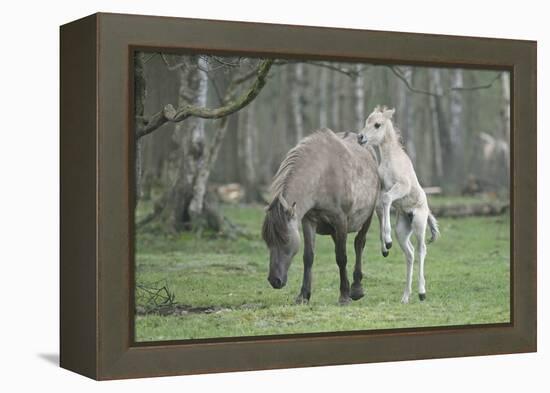 Dulmen Pony, Foals-Ronald Wittek-Framed Premier Image Canvas