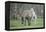 Dulmen Pony, Foals-Ronald Wittek-Framed Premier Image Canvas