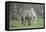 Dulmen Pony, Foals-Ronald Wittek-Framed Premier Image Canvas