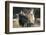 Dulmen Pony, Outside-Ronald Wittek-Framed Photographic Print