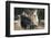 Dulmen Pony, Outside-Ronald Wittek-Framed Photographic Print