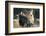 Dulmen Pony, Outside-Ronald Wittek-Framed Photographic Print