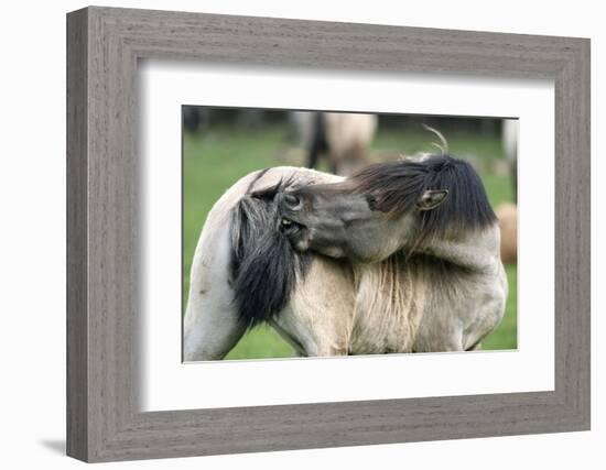 Dulmen Pony, Outside-Ronald Wittek-Framed Photographic Print