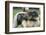 Dulmen Pony, Outside-Ronald Wittek-Framed Photographic Print