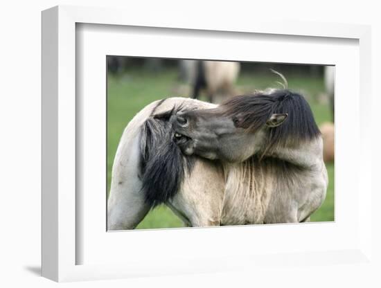 Dulmen Pony, Outside-Ronald Wittek-Framed Photographic Print