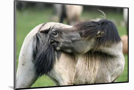Dulmen Pony, Outside-Ronald Wittek-Mounted Photographic Print