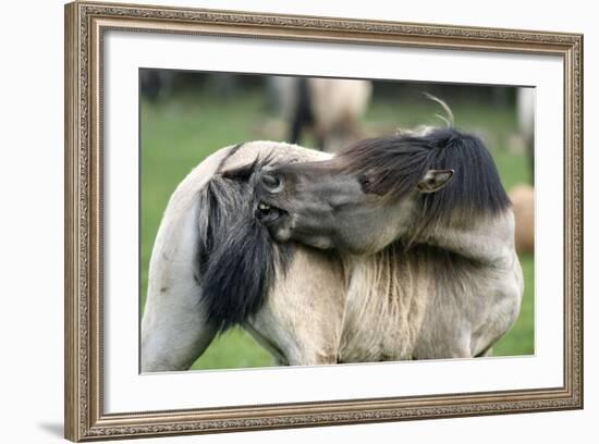 Dulmen Pony, Outside-Ronald Wittek-Framed Photographic Print