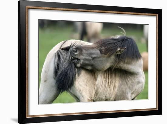 Dulmen Pony, Outside-Ronald Wittek-Framed Photographic Print