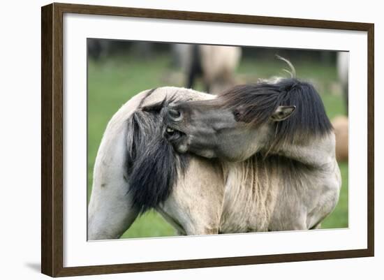 Dulmen Pony, Outside-Ronald Wittek-Framed Photographic Print