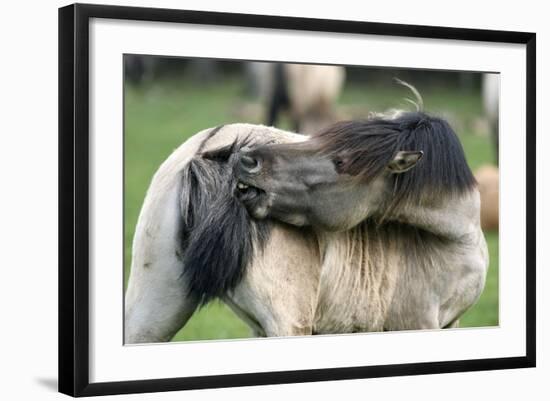 Dulmen Pony, Outside-Ronald Wittek-Framed Photographic Print