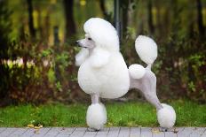 Big White Poodle Stands on the Path in the Park. Exterior-Dulova Olga-Laminated Photographic Print