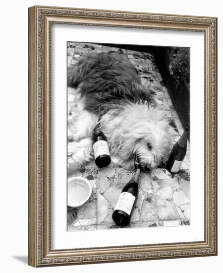 Dulux Sheepdog 1972-Tom King-Framed Photographic Print