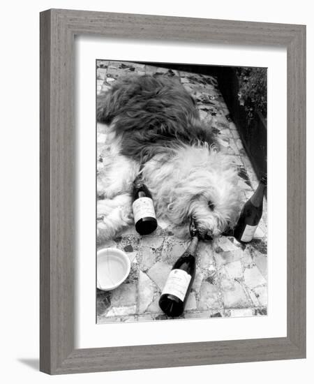 Dulux Sheepdog 1972-Tom King-Framed Photographic Print