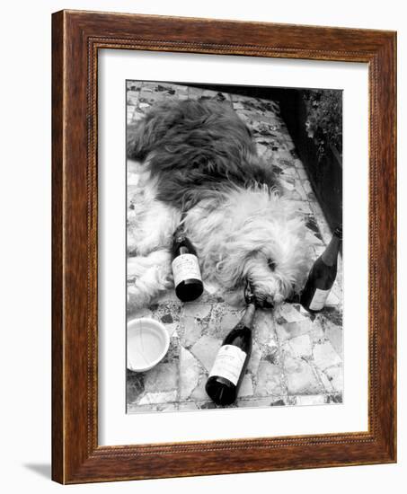 Dulux Sheepdog 1972-Tom King-Framed Photographic Print