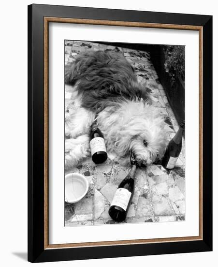 Dulux Sheepdog 1972-Tom King-Framed Photographic Print