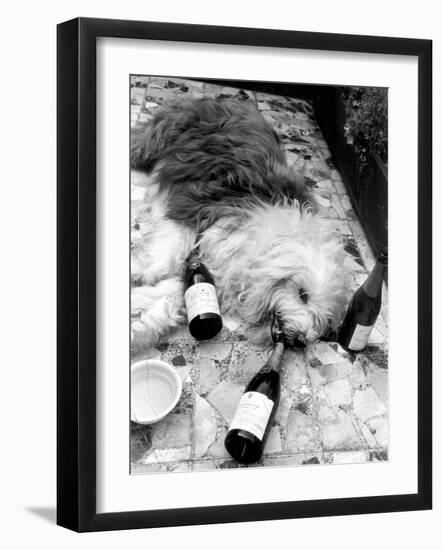 Dulux Sheepdog 1972-Tom King-Framed Photographic Print