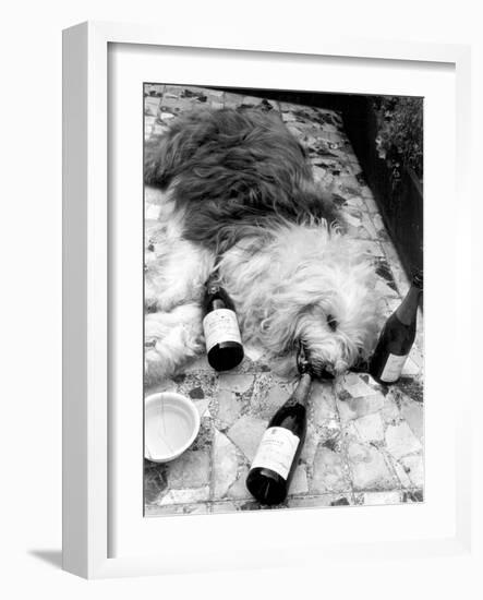 Dulux Sheepdog 1972-Tom King-Framed Photographic Print