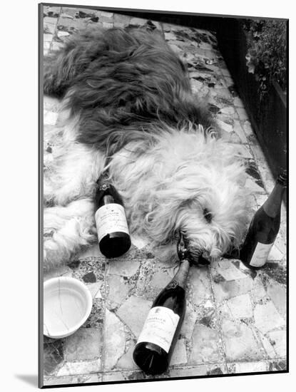 Dulux Sheepdog 1972-Tom King-Mounted Photographic Print