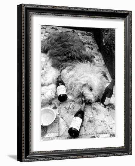 Dulux Sheepdog 1972-Tom King-Framed Photographic Print