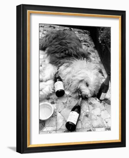 Dulux Sheepdog 1972-Tom King-Framed Photographic Print