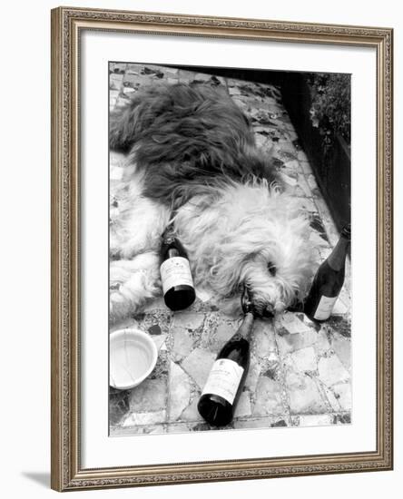 Dulux Sheepdog 1972-Tom King-Framed Photographic Print