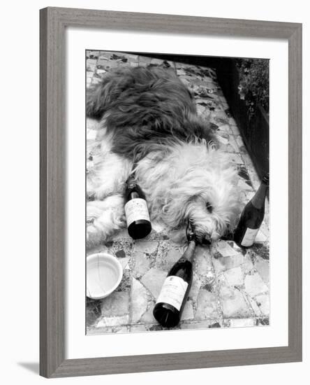 Dulux Sheepdog 1972-Tom King-Framed Photographic Print