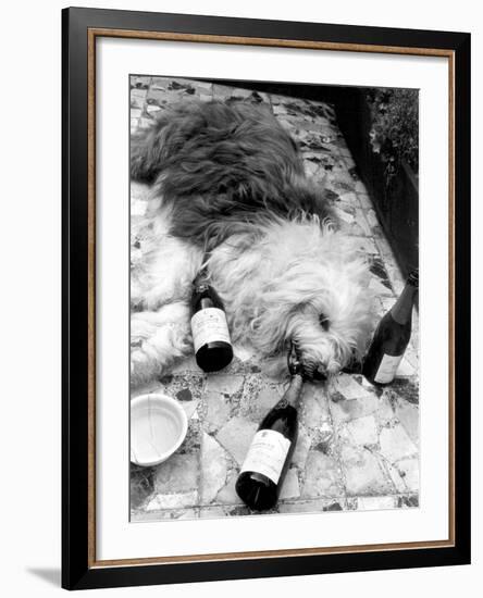 Dulux Sheepdog 1972-Tom King-Framed Photographic Print