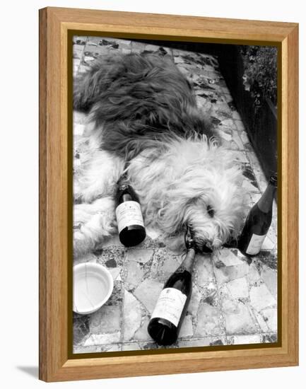 Dulux Sheepdog 1972-Tom King-Framed Premier Image Canvas