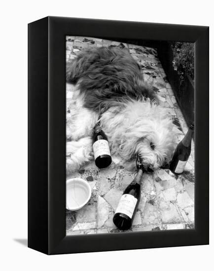 Dulux Sheepdog 1972-Tom King-Framed Premier Image Canvas