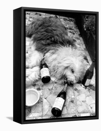 Dulux Sheepdog 1972-Tom King-Framed Premier Image Canvas