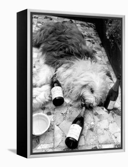 Dulux Sheepdog 1972-Tom King-Framed Premier Image Canvas