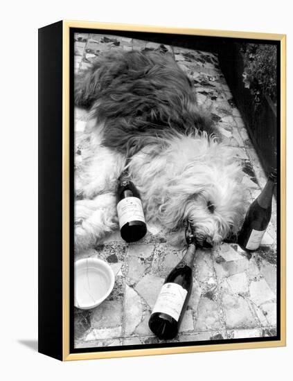 Dulux Sheepdog 1972-Tom King-Framed Premier Image Canvas