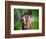 Dum Dum Bunny-Alan Sailer-Framed Photographic Print